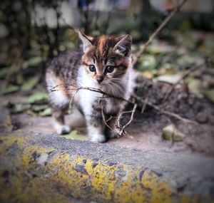 Portrait of cat looking outdoors