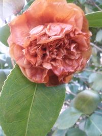 Close-up of fresh rose blooming outdoors