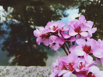 Close-up of pink flowers