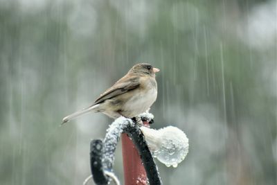 Close-up of bird perching outdoors