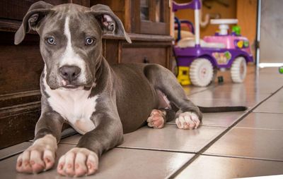 Portrait of dog sitting on floor at home