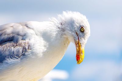 Close-up side view of seagull