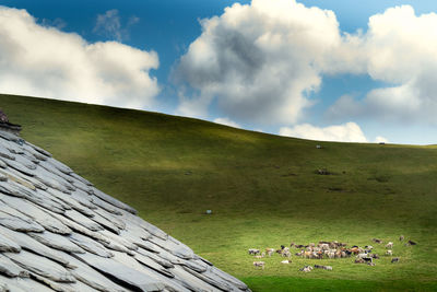 Scenic view of grassy field against sky. cows grazing