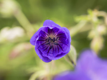 Close-up of purple flower blooming outdoors