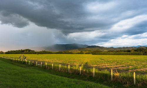 Scenic view of agricultural field against sky