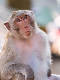 Close-up of monkey sitting looking away