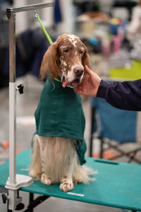 Close-up of dog sitting on a grooming table and a human hand touching it