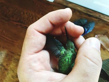 Close-up of hand holding leaf