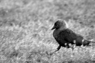 Close-up of bird