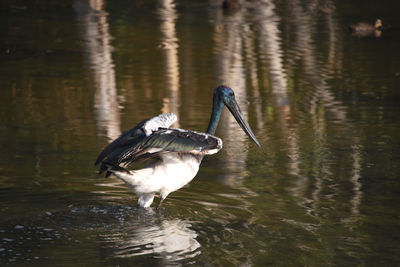 Bird in a lake