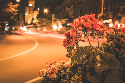 Red flowering plant by street in city at night