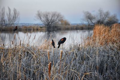 View of birds in the lake