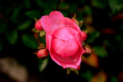 Close-up of pink rose blooming outdoors