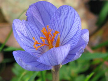 Close-up of purple flower