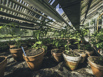 Potted plants in greenhouse