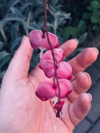 Close-up of hand holding pink flowers