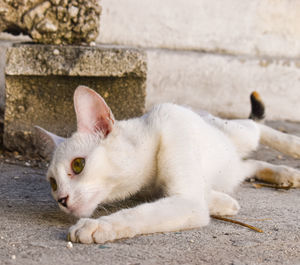 Cat lying on footpath