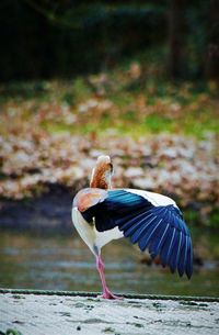 Close-up of bird perching on lake