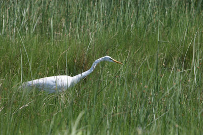 Side view of a bird on grass