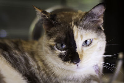 Close-up portrait of a cat