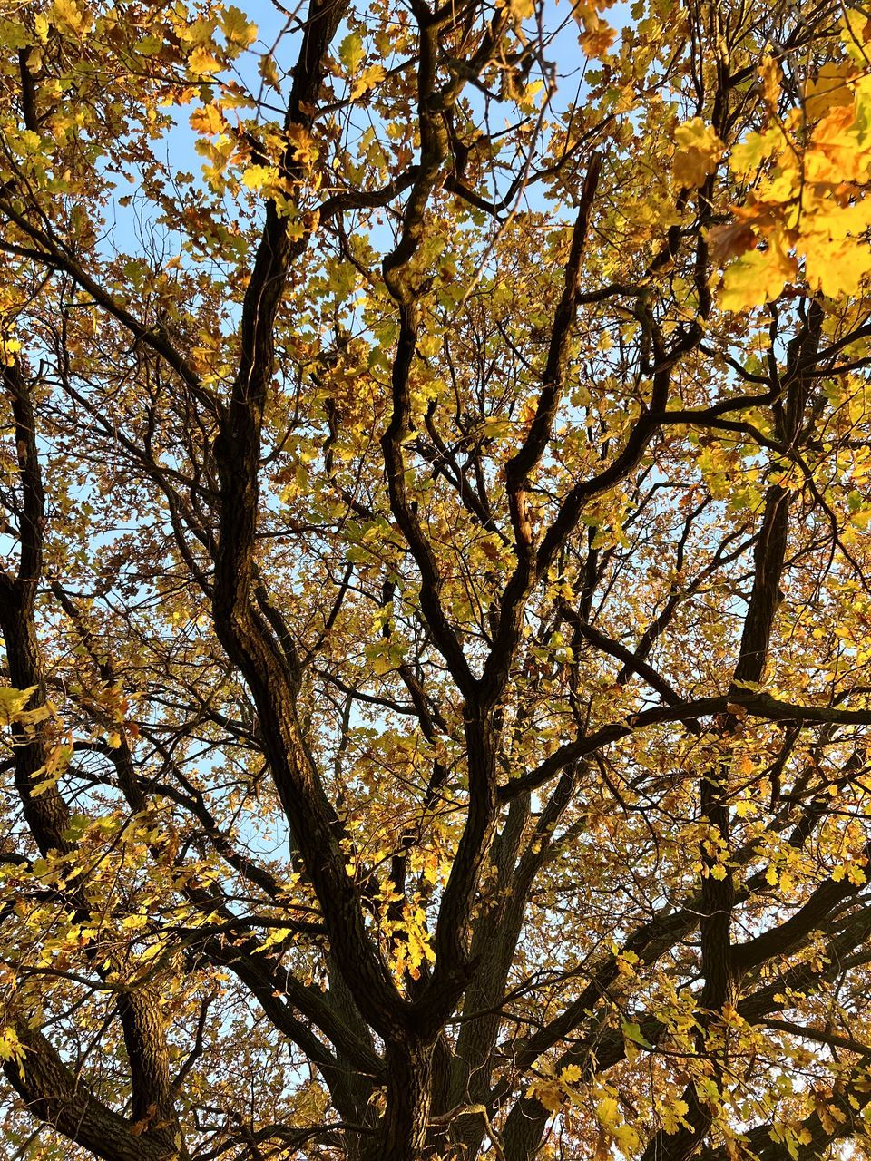 tree, plant, low angle view, branch, leaf, beauty in nature, no people, nature, growth, autumn, sunlight, day, sky, tranquility, outdoors, yellow, full frame, backgrounds, flower, tree trunk, tree canopy, trunk