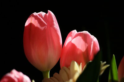 Close-up of pink tulips against black background