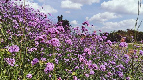 Close-up of pink flowering plants on field against sky