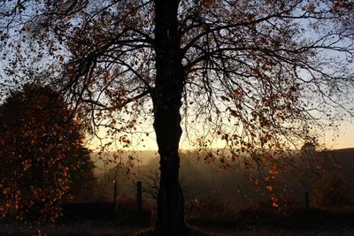 Bare trees against sky