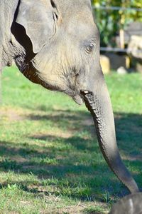 Close-up of elephant on field