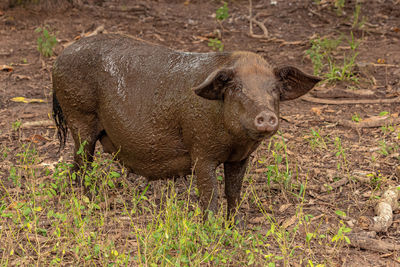 Close-up of pig on field