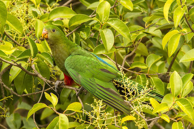 Bird perching on a tree