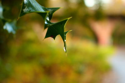Close-up of fresh green leaves