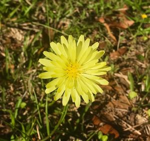 Close-up view of yellow flower