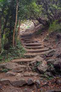 Steps in forest