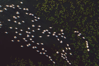 Low angle view of illuminated trees on field at night