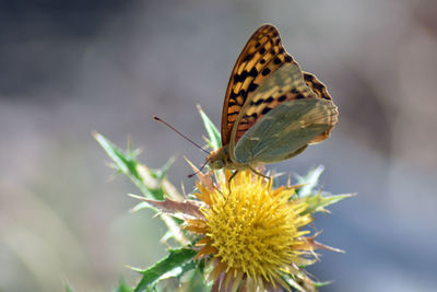 Close-up of butterfly pollinating on flower