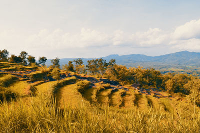 Scenic view of field against sky