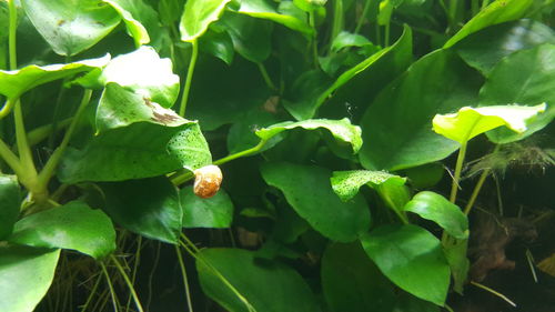 Close-up of fresh green plant