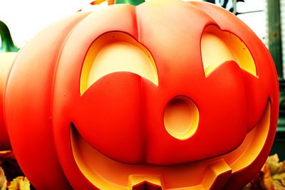 Close-up of red rose