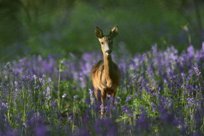 A roe deer in bluebells