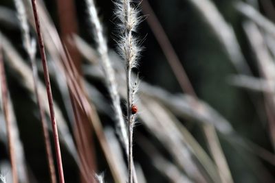 Close-up of ladybug on plant