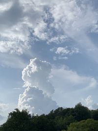 Low angle view of trees against sky