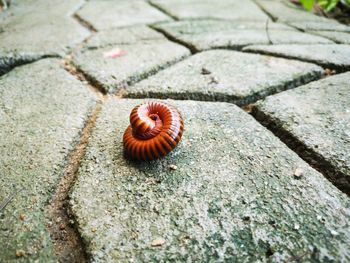 Close-up of snail