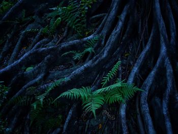 Close-up of tree trunk