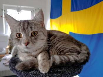 Close-up portrait of cat