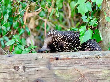 View of an animal on wood