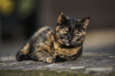 Close-up portrait of a cat