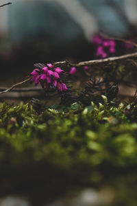 Close-up of purple flowering plant on field