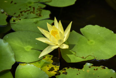 Close-up of water lily in lake