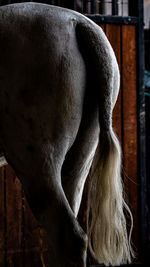 Close-up of horse